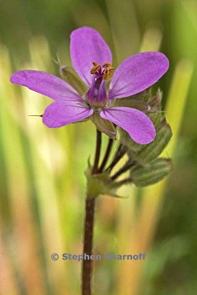 erodium cicutarium 4 graphic